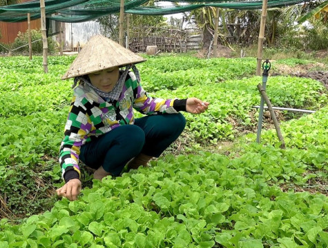Trồng rau hợp tác giá cao, dễ bán