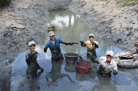 Liên kết tạo chuỗi  giá trị trong sản xuất