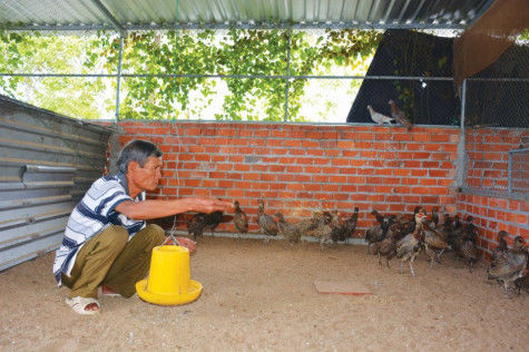 Tăng thu nhập từ nuôi chim trĩ