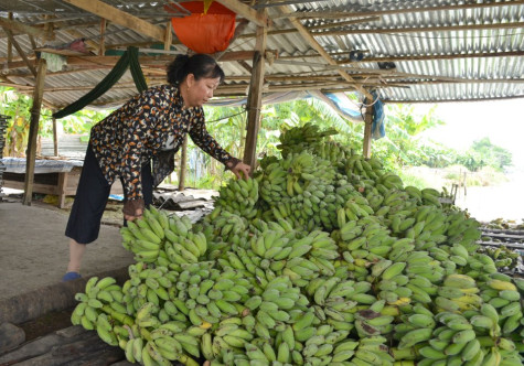 Trăn trở đầu ra chuối nguyên liệu