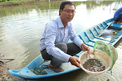 Ươm sò giống ít vốn, lãi nhiều