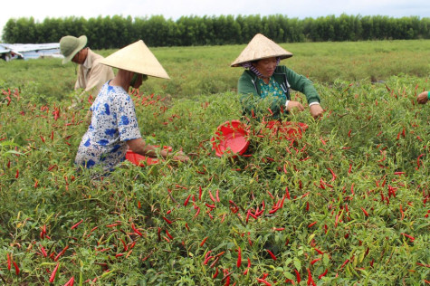 Trồng ớt trên đất rừng