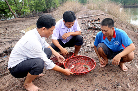 Triển vọng  từ nuôi tôm tích lồng