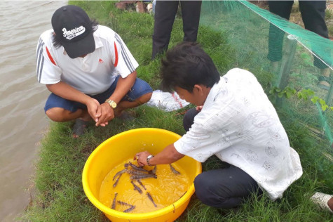 Nuôi tôm trên đất lâm nghiệp: Khó quản lý