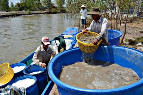 “Nóng” tôm siêu thâm canh