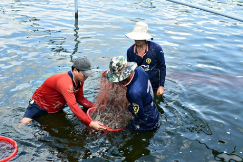Để ngành hàng tôm phát triển bền vững