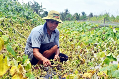 Phía sau những cơn lốc xoáy, mưa dầm