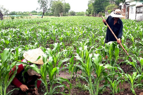 Niềm vui vụ bắp đầu mùa