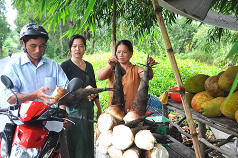Trồng măng tre dưới tán rừng