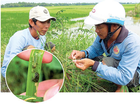 Sâu bệnh gây hại lúa trên diện rộng
