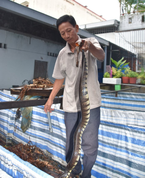 Thu nhập khá từ nuôi rắn ri tượng