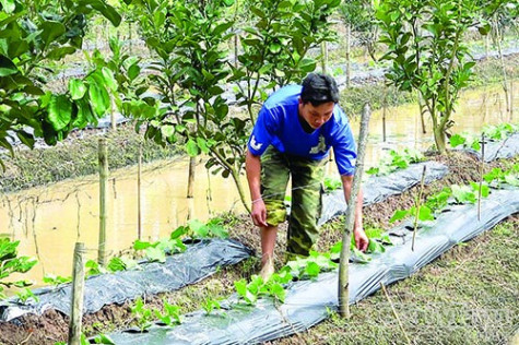 Lấy ngắn nuôi dài: dễ làm, thu nhập cao