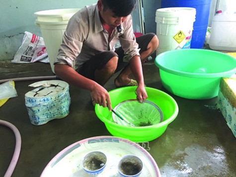 Phòng dịch bệnh trên tôm nuôi