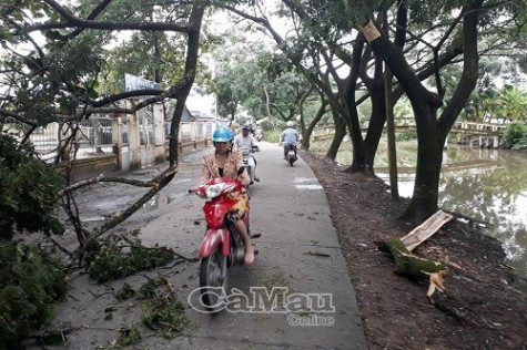 Lại xuất hiện cây đổ ngã khi trời mưa dông