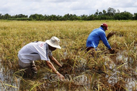Lúa hè thu thiệt hại nặng do mưa kéo dài