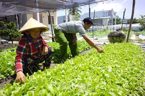 Tận dụng đất trống trồng màu