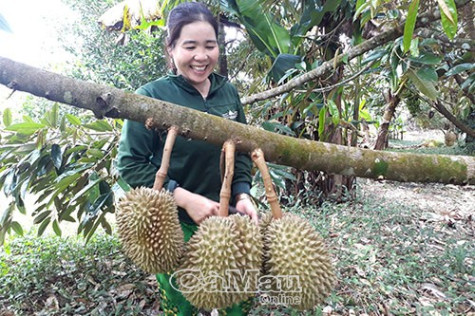 Sầu riêng “bén duyên” rừng tràm