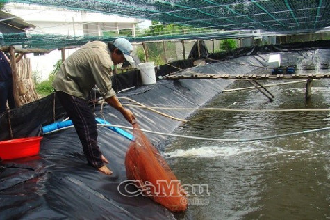 Liên kết để nghề nuôi tôm phát triển bền vững