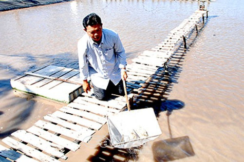 Nhiều hộ nuôi tôm thâm canh, siêu thâm canh chưa thực hiện theo quy định