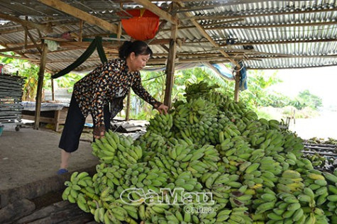 Trăn trở đầu ra chuối nguyên liệu