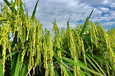 Nhiều giống lúa chất lượng cao phục vụ nông dân