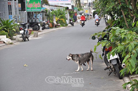 Hiểm hoạ chó thả rông