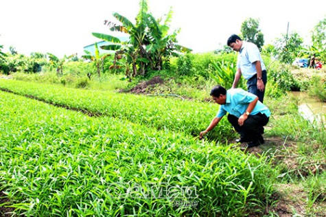 Liên kết chuỗi trong sản xuất hướng tới sản phẩm an toàn