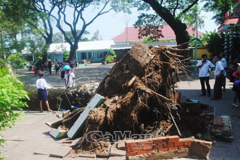 Cây còng gần 100 tuổi ngã trong sân trường tiểu học