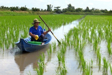 Phòng chống xâm mặn cho trà lúa trên đất nuôi tôm