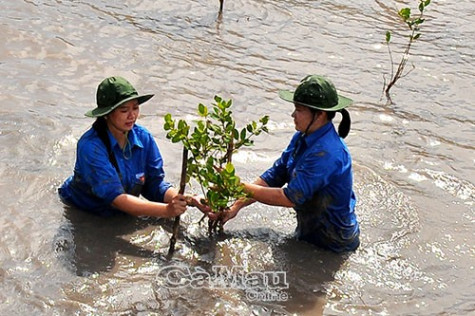 Thương cây mắm nơi bãi bồi lấn biển