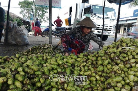Các sơ sở thu mua lá và trái nhàu từ chối cung cấp thông tin về thương lái