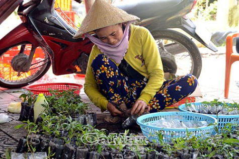 Cơn sốt nhàu chưa hạ nhiệt