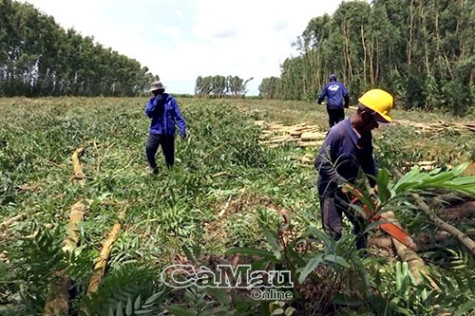 Mặt trận giúp dân ổn định cuộc sống