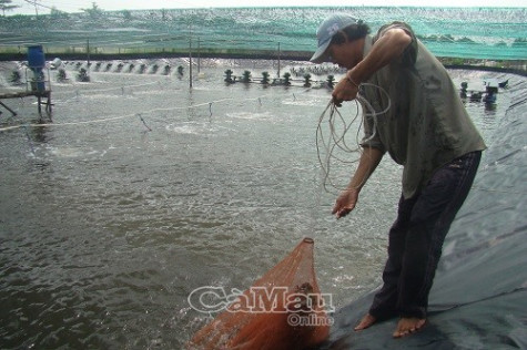 Tìm giải pháp khắc phục lỗ hổng trong nuôi tôm thâm canh, siêu thâm canh