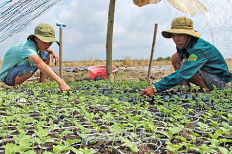 Khởi động vụ dưa, màu đón Tết