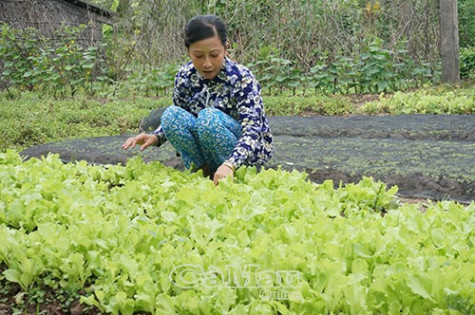 Trồng rau sạch đảm bảo  an toàn thực phẩm