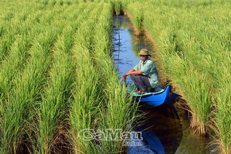 Đưa cây lúa trở lại trên đất nuôi tôm