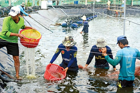 Ứng dụng công nghệ sinh học vào sản xuất