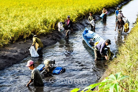 “Ăn chắc” vụ tôm càng xanh