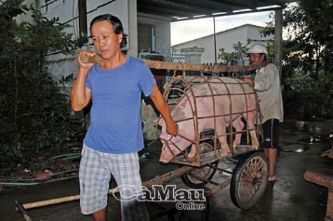 Con heo vẫn là đối tượng tăng gia