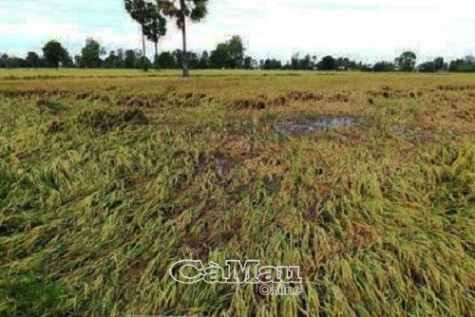 Lúa, hoa màu ngã sập la liệt do ảnh hưởng bão