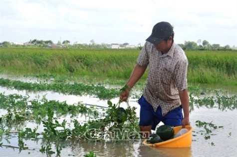 Nông dân khóc ròng vì dưa ngập úng