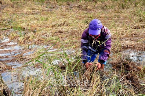 Khóm Cái Nai: hoa màu ngập úng sau bão