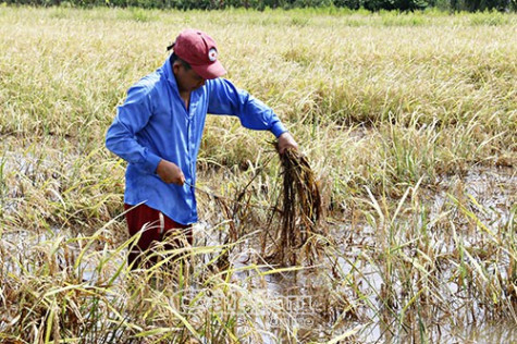 Nông dân rất cần sự hỗ trợ thiệt hại sau bão