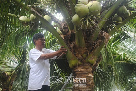 Khi cây mía "hết thời"