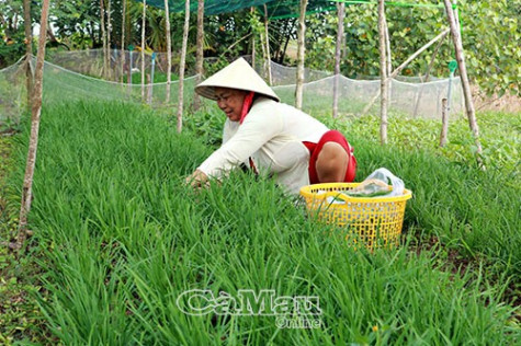 Niềm vui tết bên luống rau màu