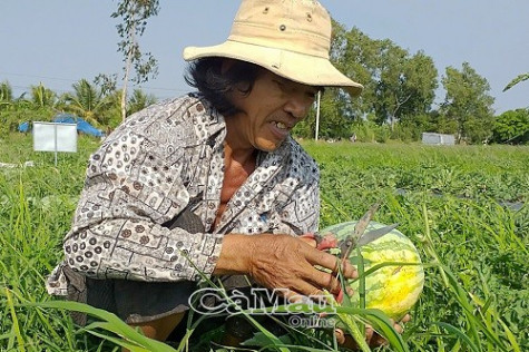 Gần 100 triệu đồng hỗ trợ nông dân trồng dưa hấu bị thiệt hại do bão số 1