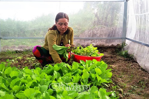 Rau sạch trong nhà lưới an toàn, hiệu quả