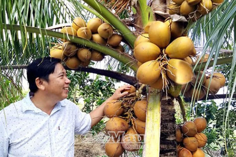 “Kinh tế xanh” trên đất mặn