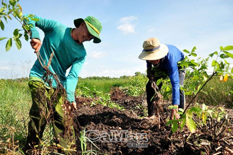 Mùa thuốc cá, cải tạo vuông tôm